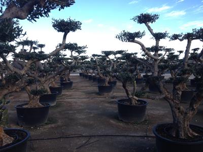 OLIVI MACROBONSAI SELEZIONE E VENDITA
